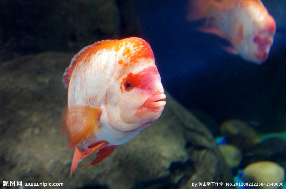 点击大图看下一张：动作呆萌的红元宝罗汉鱼图片