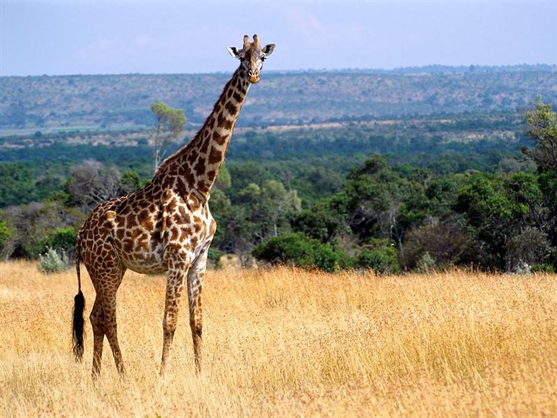 点击大图看下一张：野生长颈鹿高清动物图片