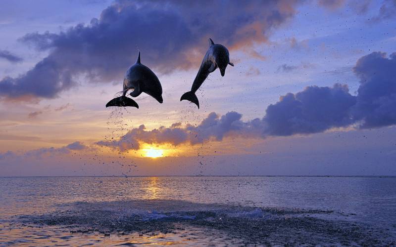 点击大图看下一张：一对彼此相拥相随的海豚图片