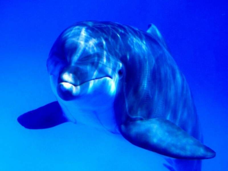 点击大图看下一张：海洋精灵之海豚高清晰壁纸