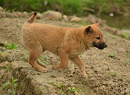 中华田园犬图片可爱幼犬图片