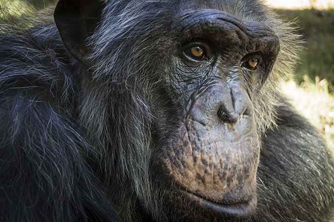 点击大图看下一张：动物园的可爱大猩猩图片