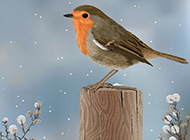 寒冬常见的鸟类高清图片