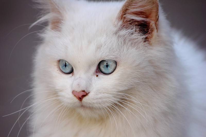 点击大图看下一张：普通蓝眼白猫认真严肃的图片