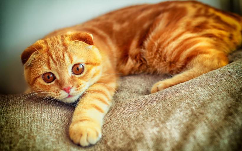 点击大图看下一张：超萌猫咪图片 逗趣的苏格兰折耳猫