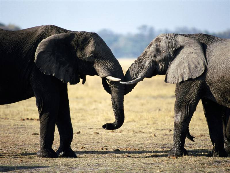 点击大图看下一张：野生大象高清动物图片