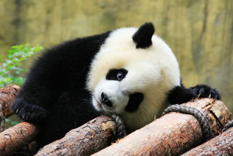 点击大图看下一张：淘气的大熊猫高清图片