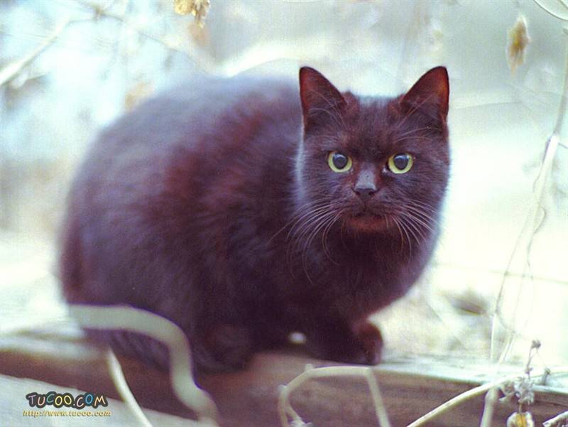 点击大图看下一张：可爱小奶猫撒欢逗趣萌图精选