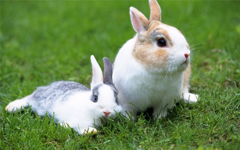 点击大图看下一张：精选可爱萌萌的小兔子高清图片