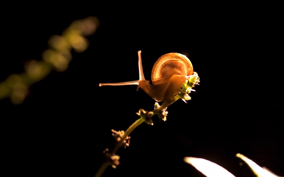 点击大图看下一张：可爱的蜗牛图片高清特写