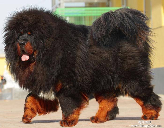 点击大图看下一张：西藏獒犬体态慵懒图片