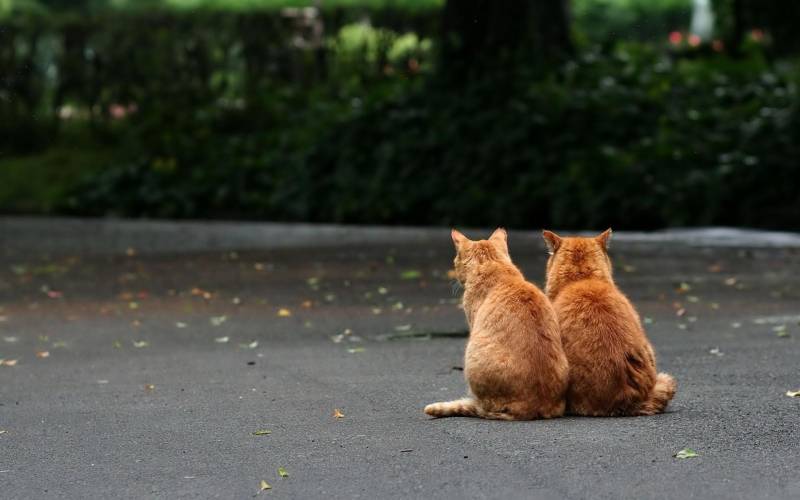 点击大图看下一张:古灵精怪的超萌猫咪组图