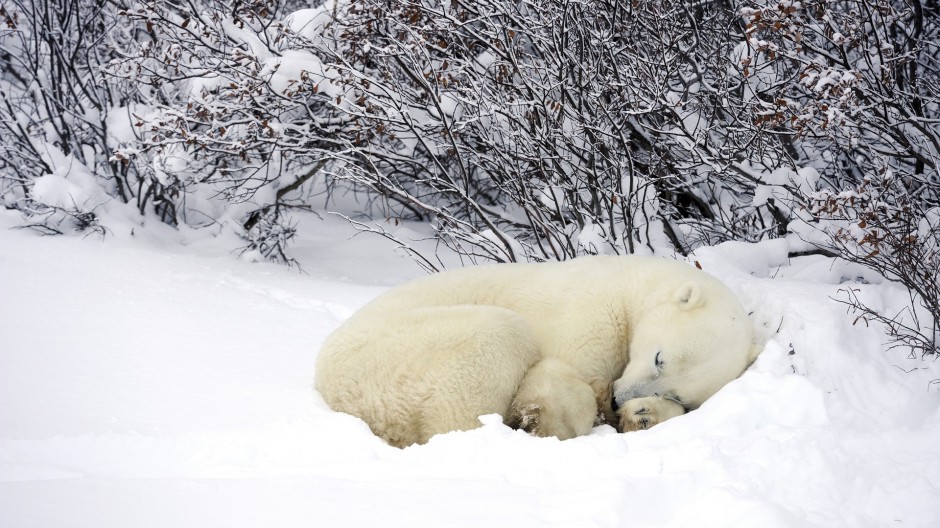 点击大图看下一张：北极熊恩爱情侣的图片