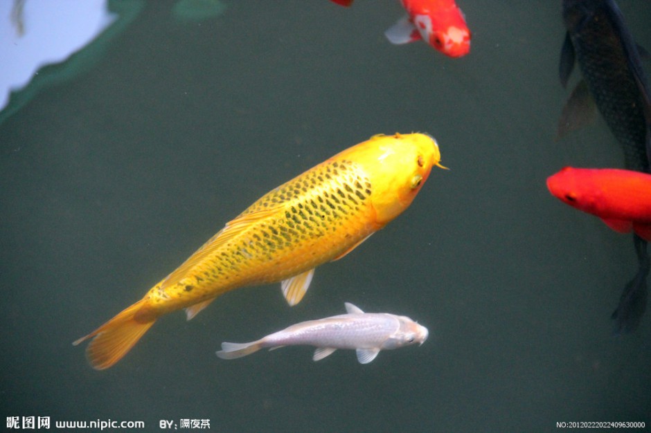 点击大图看下一张：日本锦鲤观赏图片