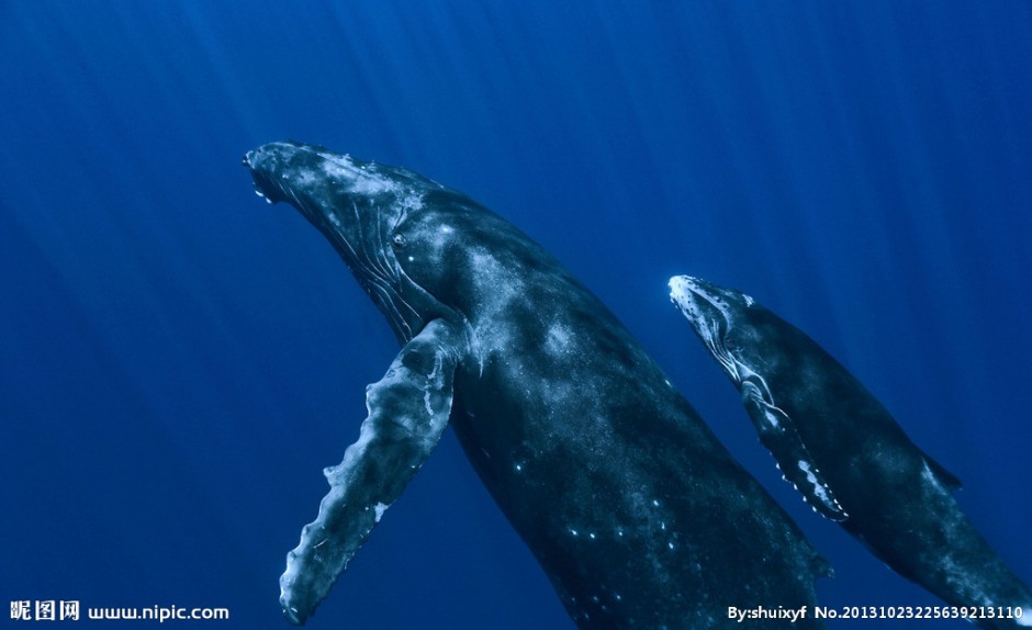 点击大图看下一张：可爱鲸鱼海底嬉戏图片