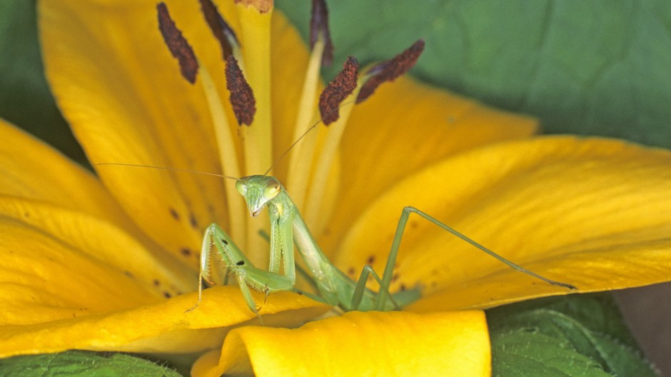 点击大图看下一张：大型昆虫绿巨螳螂图片