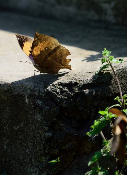 点击大图看下一张：颜色特别的枯叶蝴蝶高清摄影图片