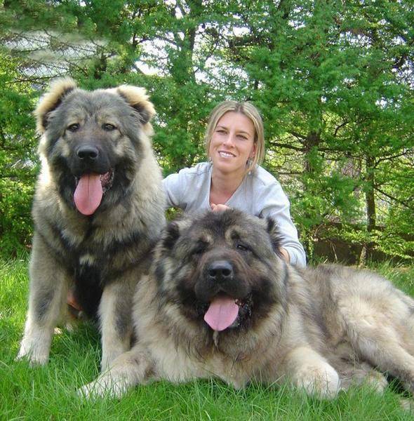 点击大图看下一张：高加索犬：探秘世界上最大的狗