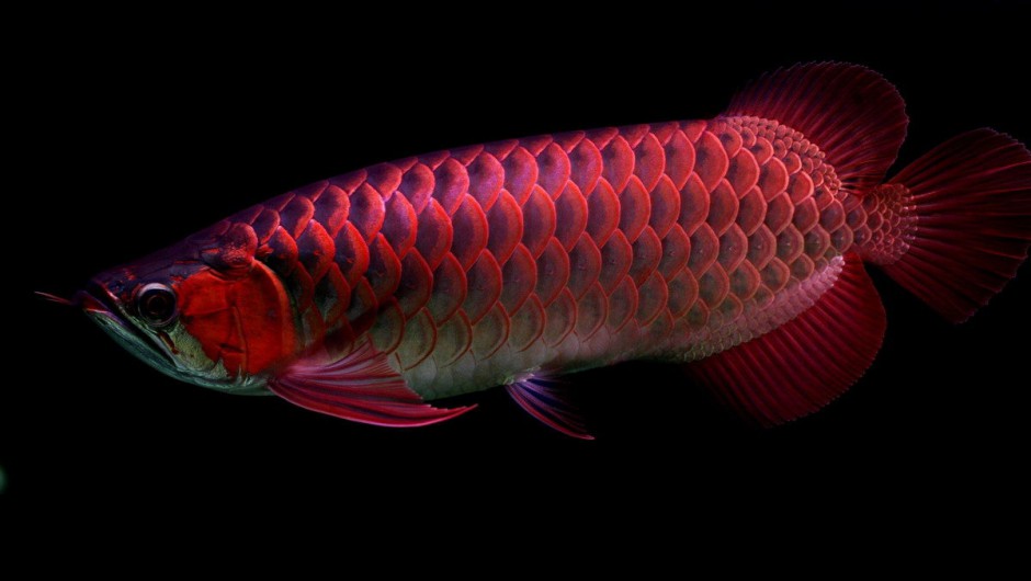 点击大图看下一张：漂亮的红龙鱼鳞片发色图片
