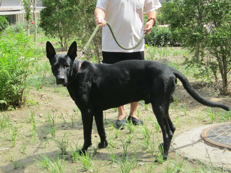 点击大图看下一张：健壮高大的中华黑狼犬图片