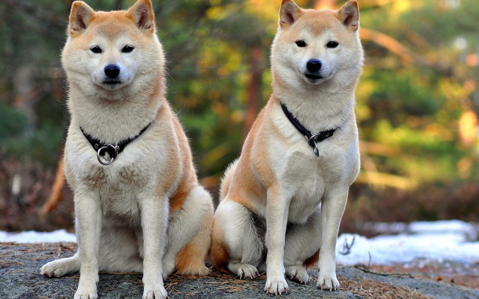 点击大图看下一张：两只可爱的秋田犬照片