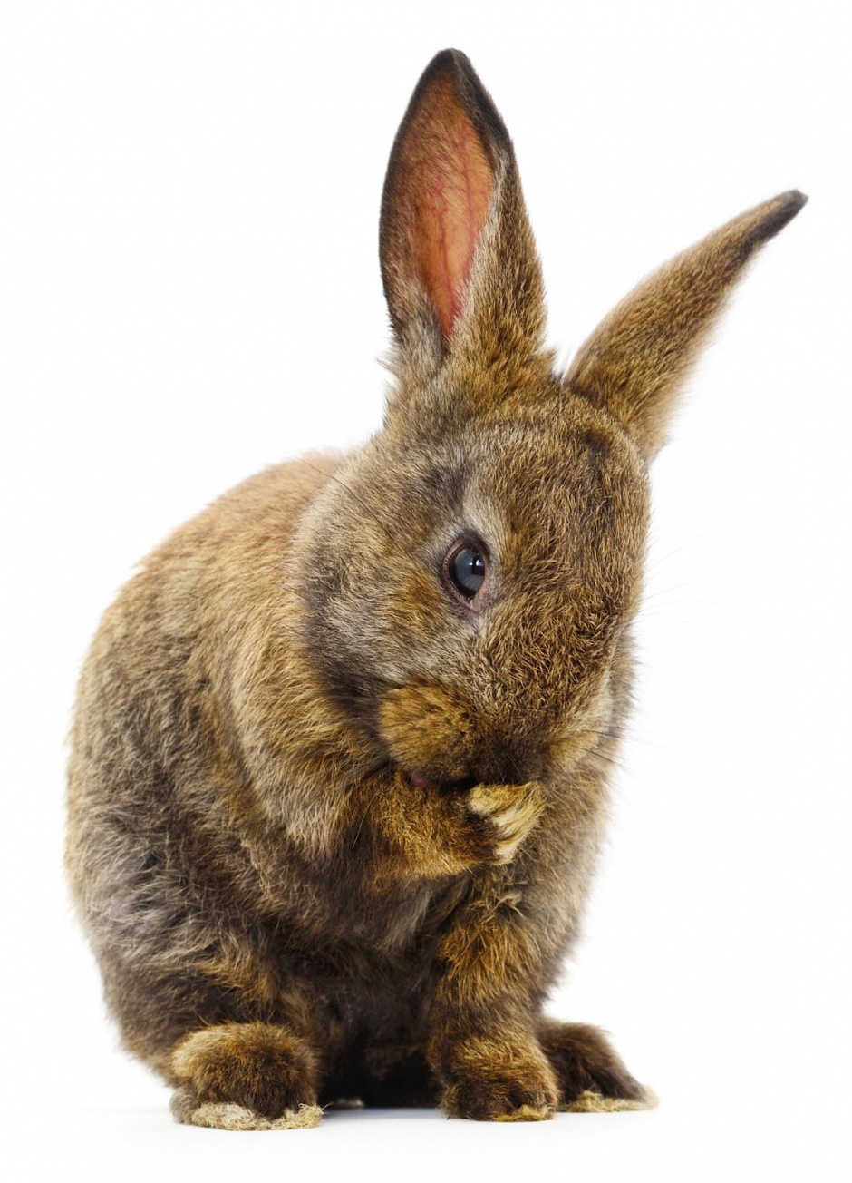 点击大图看下一张：萌萌的小兔子高清图片素材