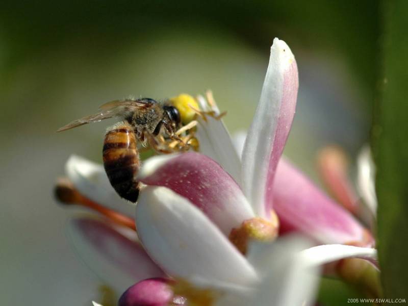 点击大图看下一张：花丛中的蜜蜂忙碌身影精美摄影作品