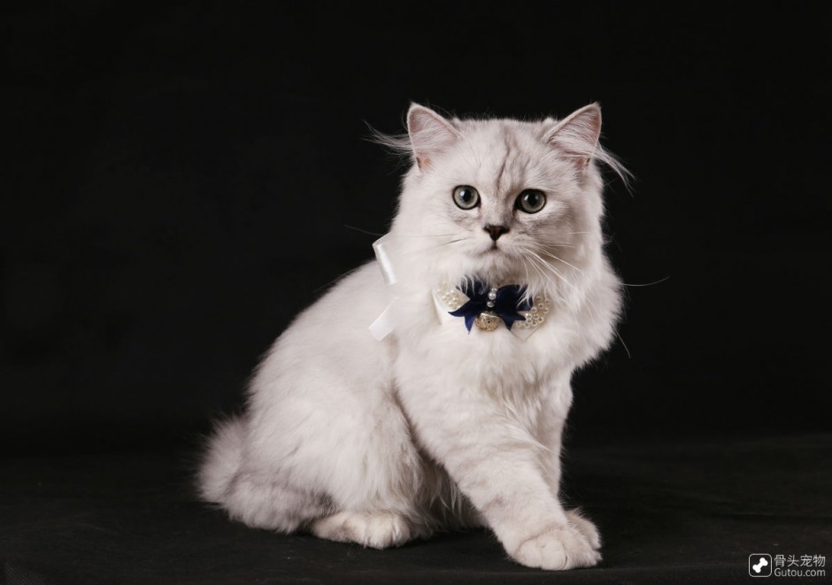 点击大图看下一张：美丽乖巧的金吉拉猫图片