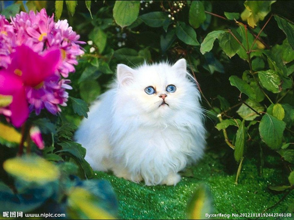 点击大图看下一张：长毛白色波斯猫唯美壁纸图片