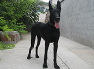 墨界黑狼犬图片展示修长身材