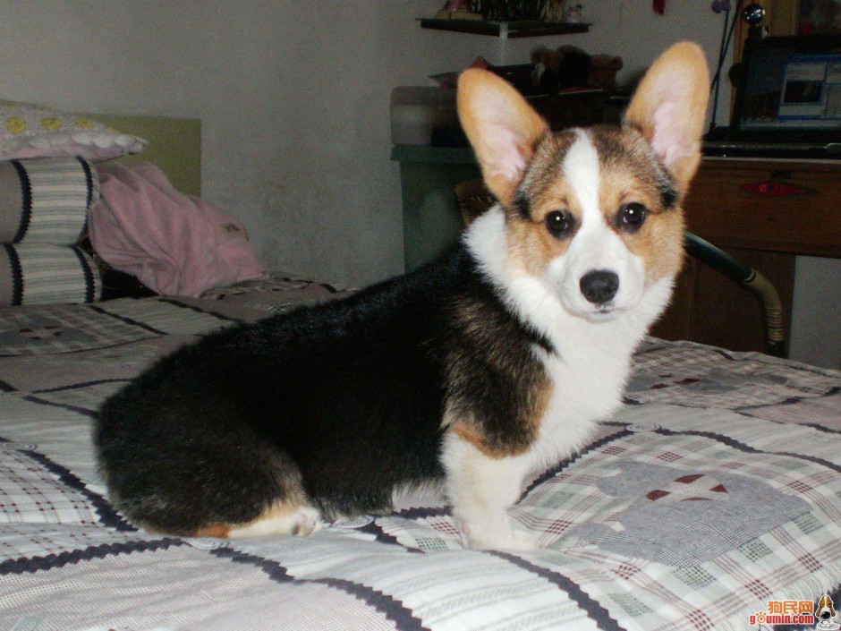 点击大图看下一张:威尔士柯基犬可爱眼神图片