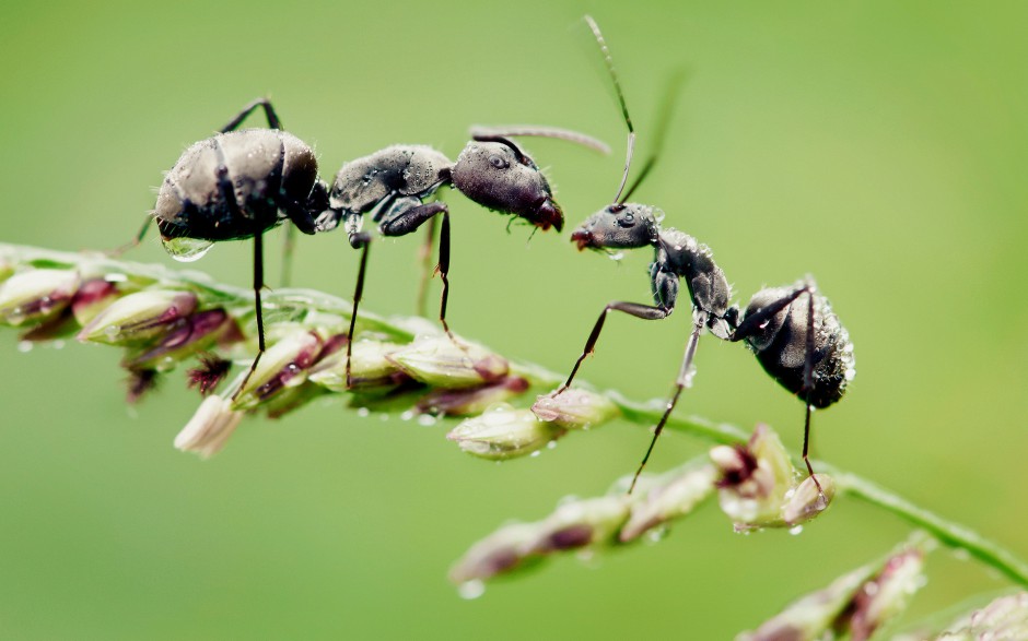 点击大图看下一张：昆虫蚂蚁高清微距摄影图片