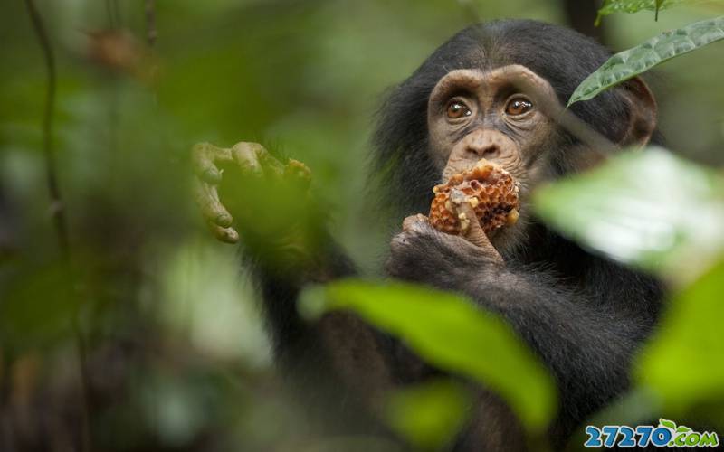点击大图看下一张：外拍森林 黑猩猩