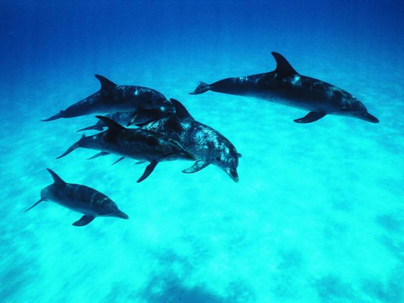 点击大图看下一张：海洋中爱嬉闹的海豚图片