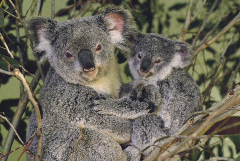 点击大图看下一张：憨厚呆萌的澳大利亚考拉图片