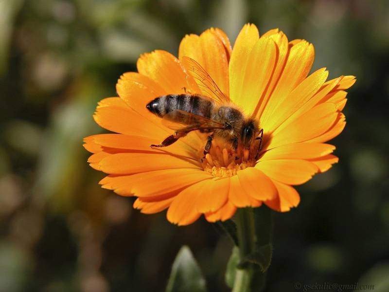 点击大图看下一张：瞬间捕捉蜜蜂采食花粉高清壁纸
