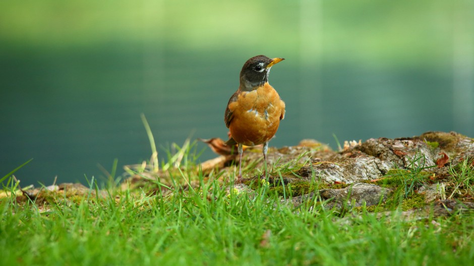 点击大图看下一张：黑喉红尾鸲幼鸟图片赏析