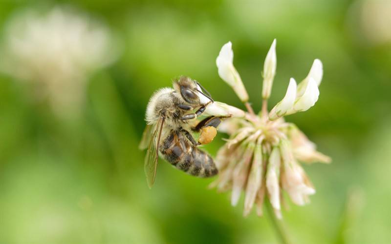 点击大图看下一张：高清蜜蜂采蜜图片