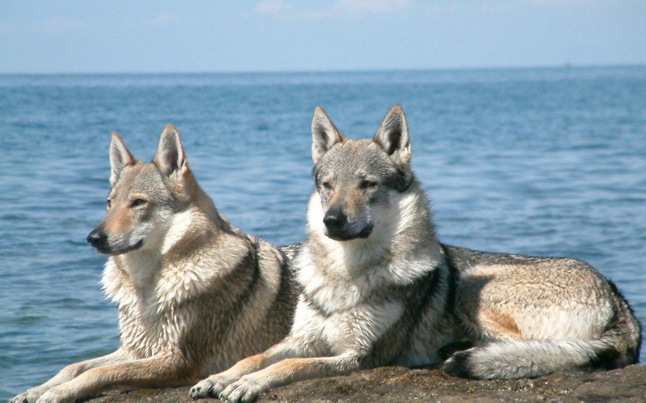 点击大图看下一张：海边优雅眺望的捷克狼犬图片