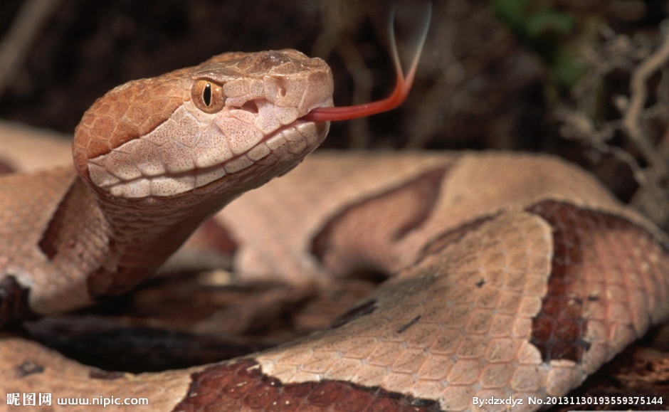 点击大图看下一张：恐怖的大蟒蛇高清摄影图片