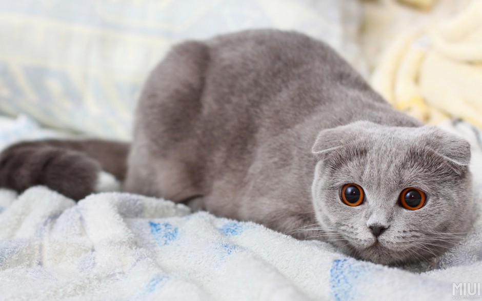 点击大图看下一张：灰色苏格兰折耳猫警惕表情图片
