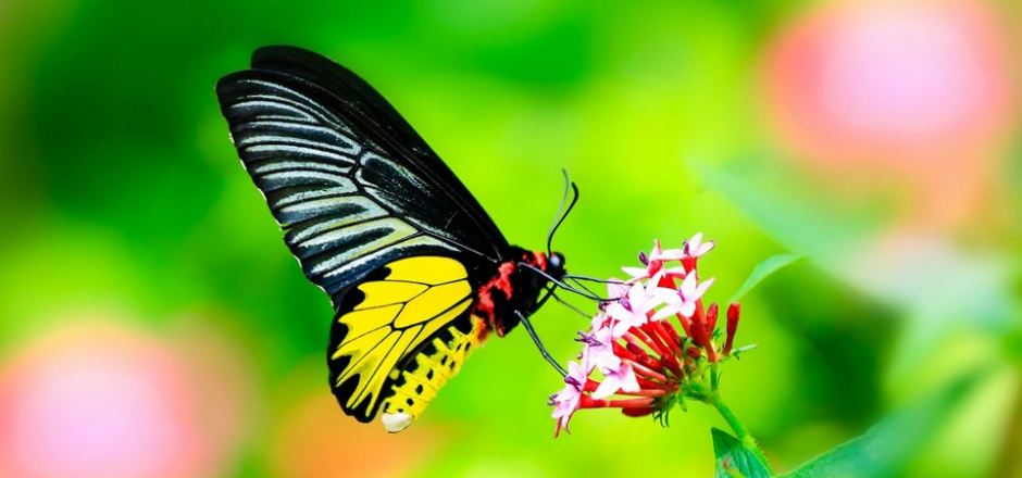 点击大图看下一张：蝴蝶采蜜的高清摄影图片