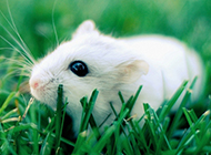 小白鼠绿草地迷人写真图片