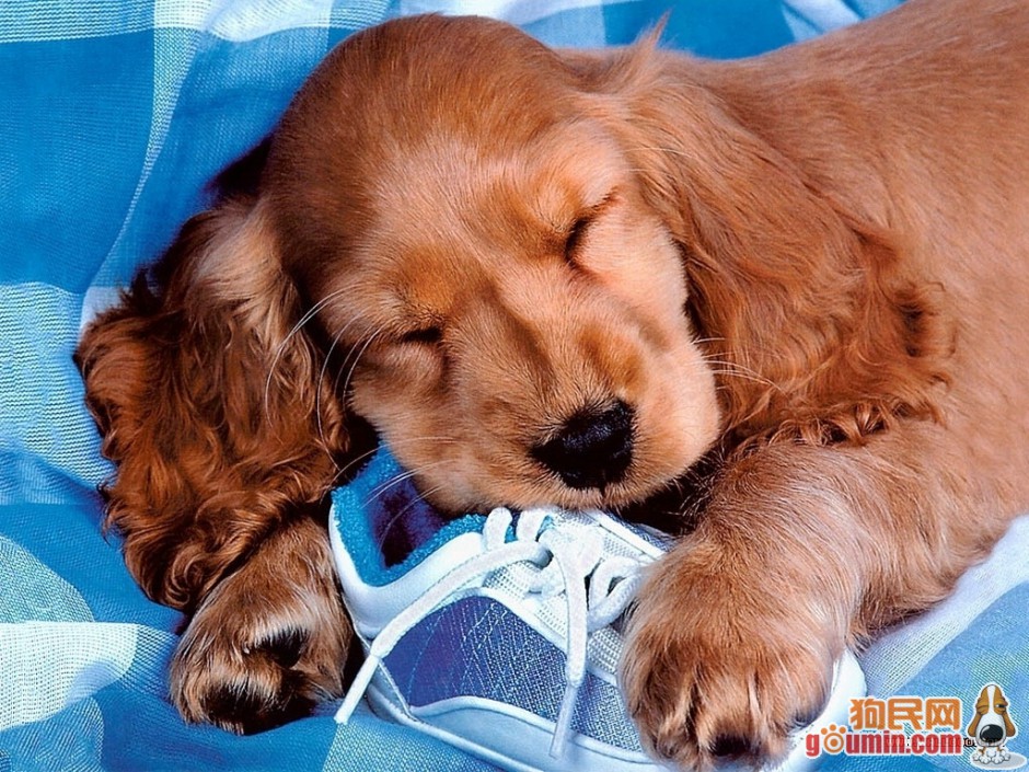 点击大图看下一张：可卡犬甜美睡姿的图片