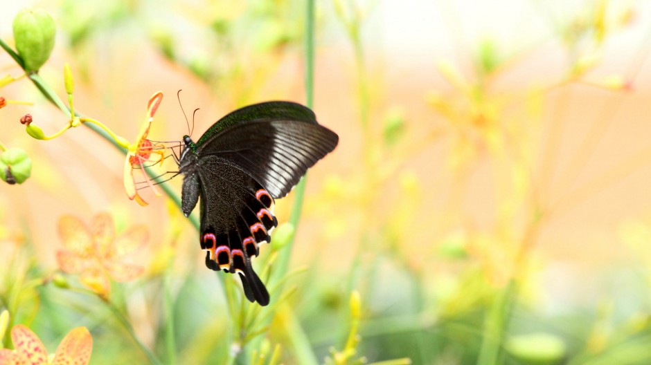点击大图看下一张：花丛中美丽的蝴蝶图片