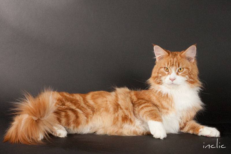 点击大图看下一张：缅因猫坐姿慵懒优雅图片