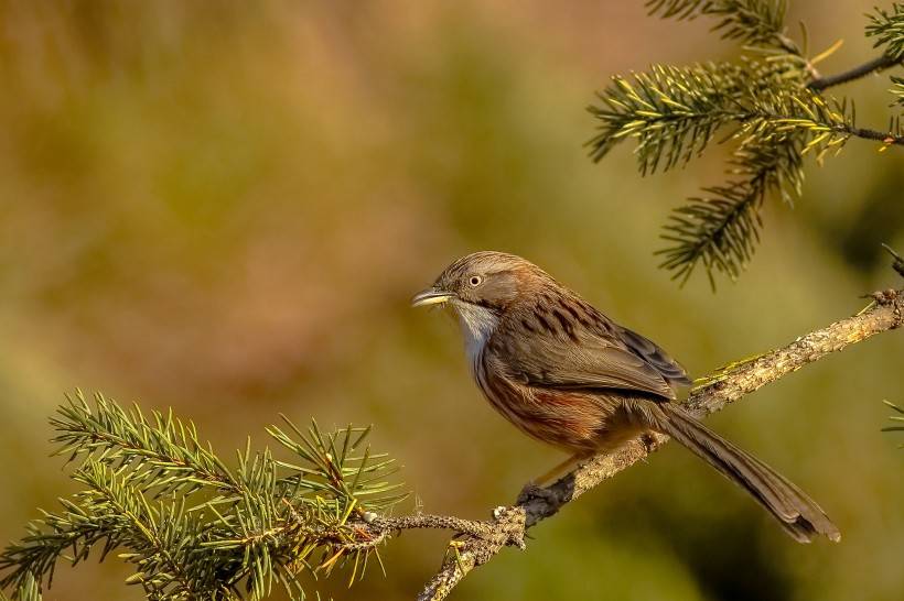 点击大图看下一张:枝头上的母山鹛鸟类动物图片