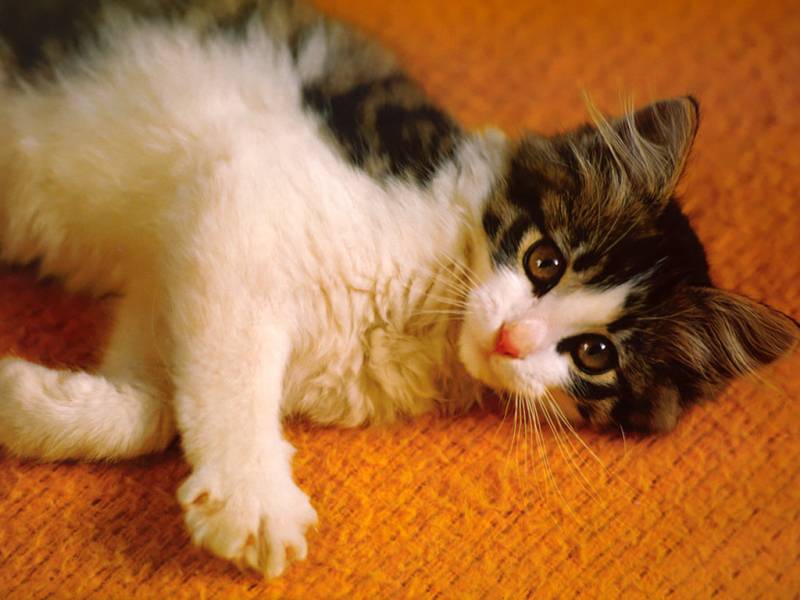 点击大图看下一张：精选可爱的小猫高清桌面壁纸