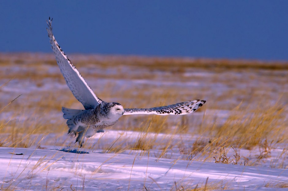 点击大图看下一张：雪地滑翔的雪鸮猫头鹰图片