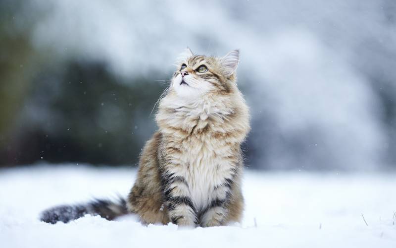点击大图看下一张：雪地里可爱的猫咪高清桌面壁纸